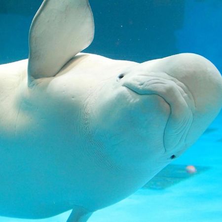 Kamogawa Sea World Hotel Dış mekan fotoğraf