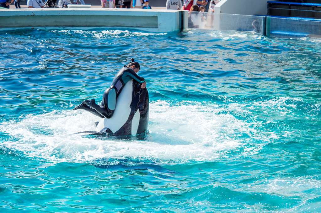 Kamogawa Sea World Hotel Konforlar fotoğraf